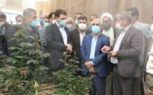 افتتاح گلخانه هیدروپونیک گل رز هلندی